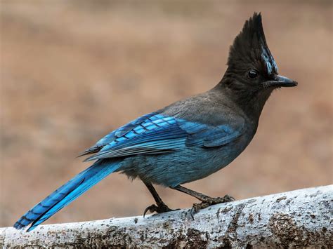 types of blue jays birds